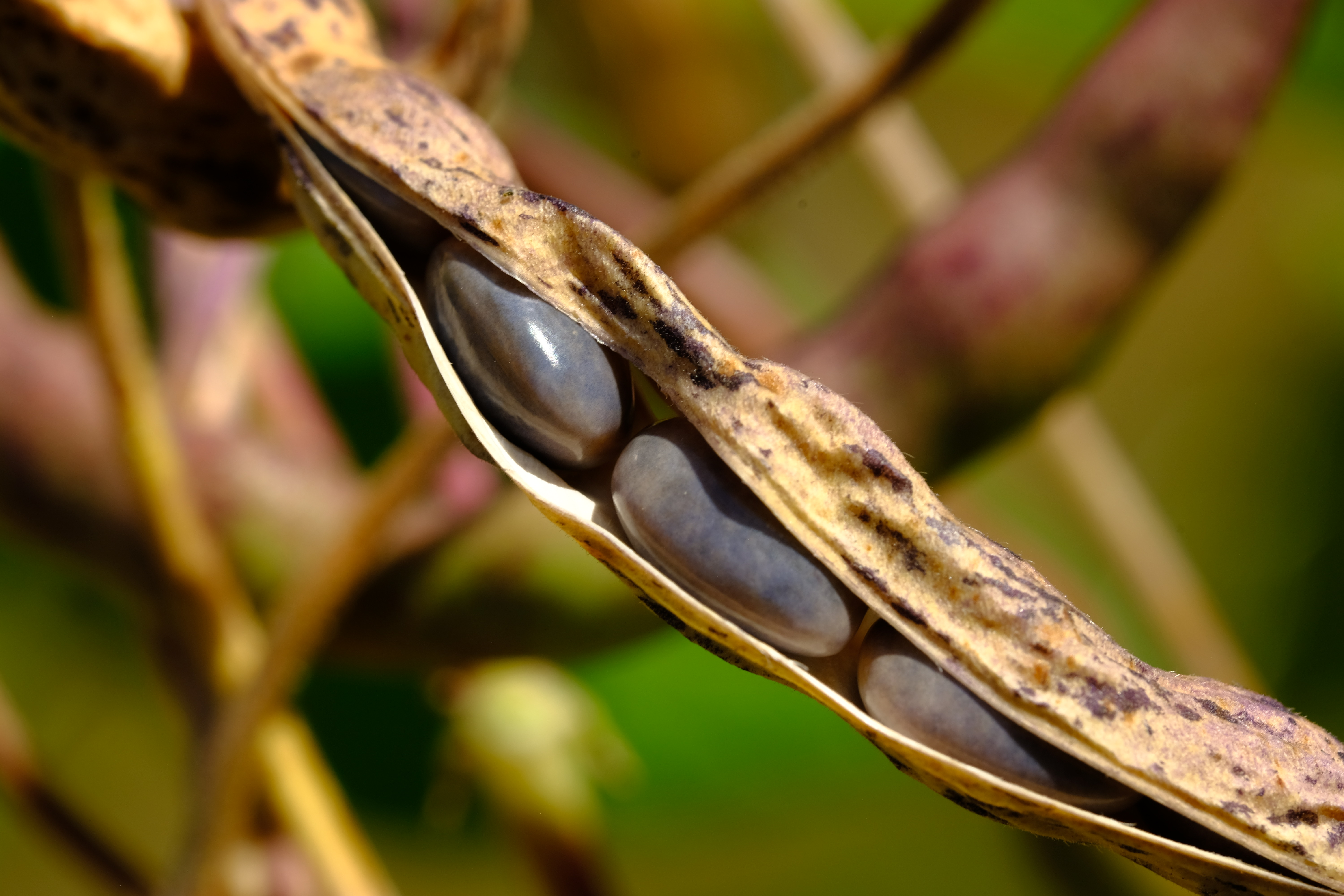 Citizen Science Experiment